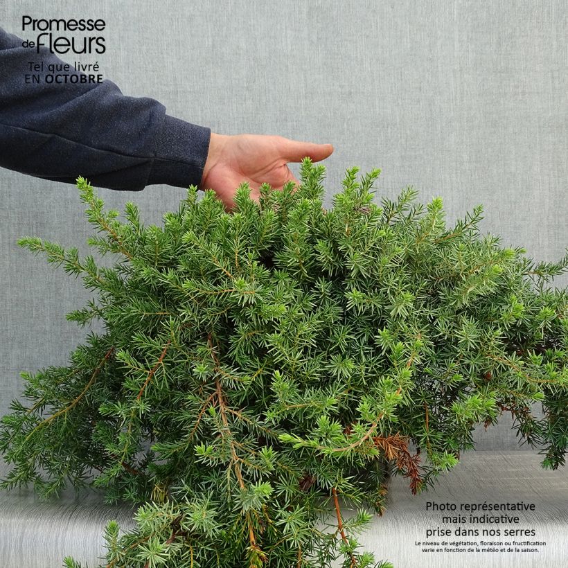 Exemplar von Genévrier des plages - Juniperus conferta Blue Pacific en pot de 7,5L/10L wie im Herbst geliefert