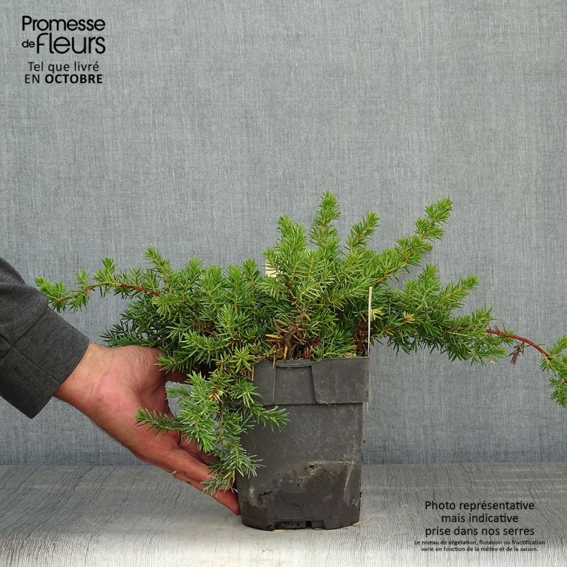 Exemplar von Genévrier des plages -  Juniperus conferta Blue Pacific Pot de 2L/3L wie im Herbst geliefert