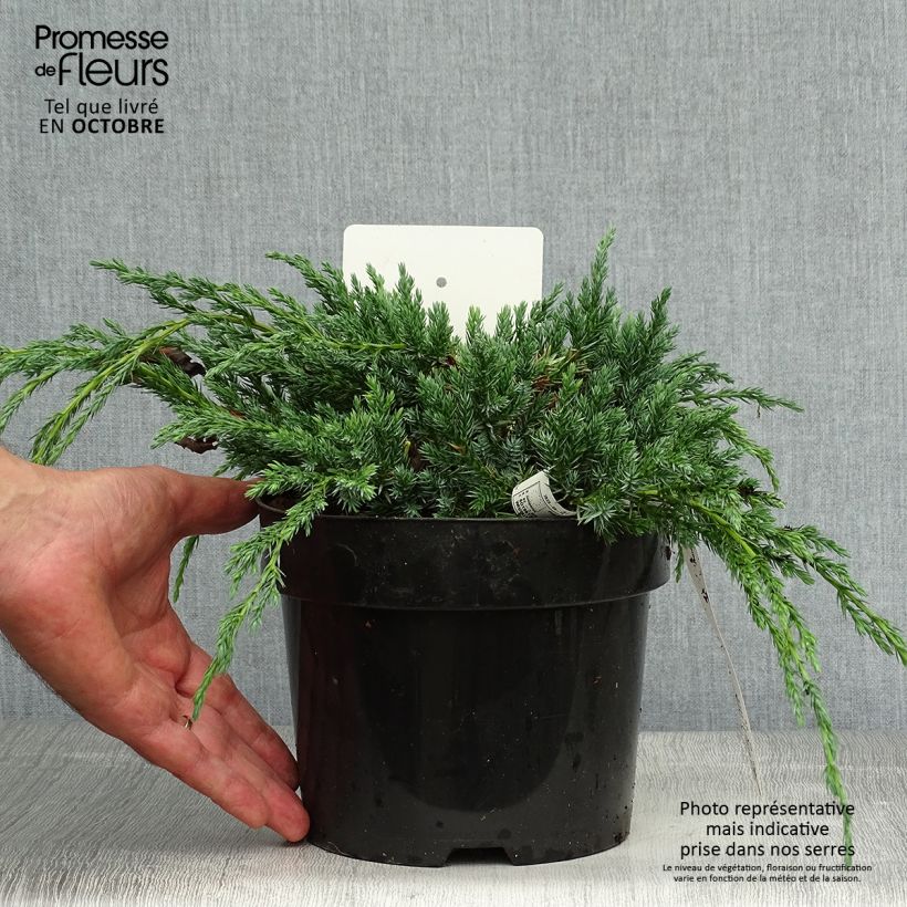 Exemplar von Genévrier écailleux - Juniperus squamata Blue Carpet Pot de 2L/3L wie im Herbst geliefert