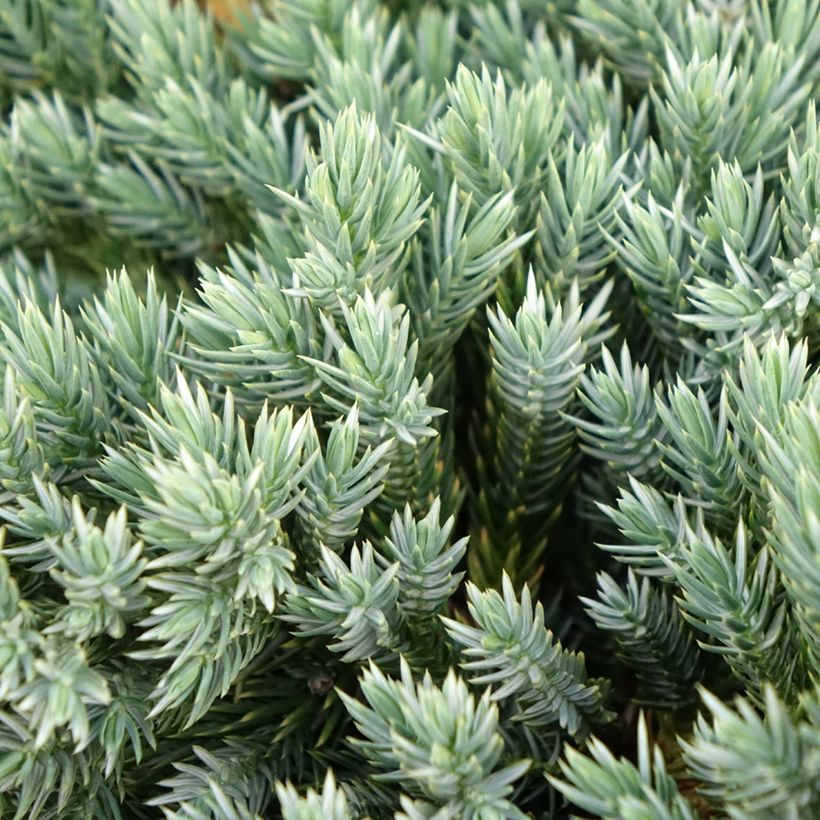 Juniperus squamata Blue Spider (Laub)