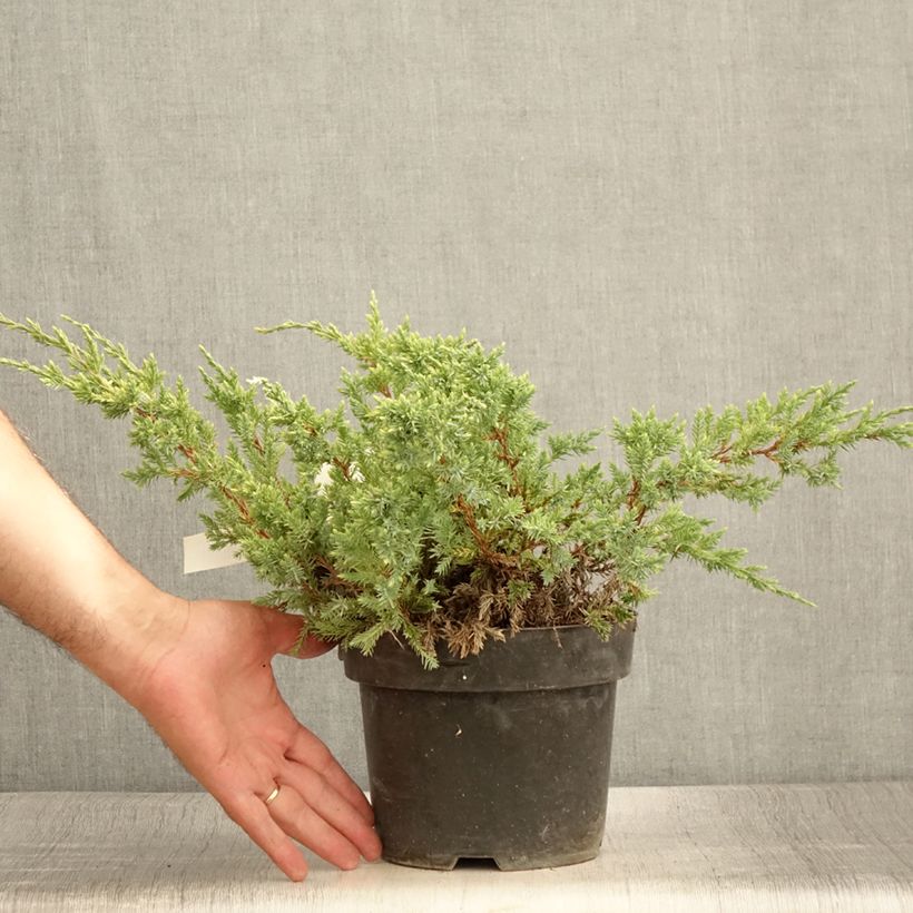 Exemplar von Genévrier écailleux - Juniperus squamata Dream Joy en pot de 2l/3l wie im Sommer geliefert