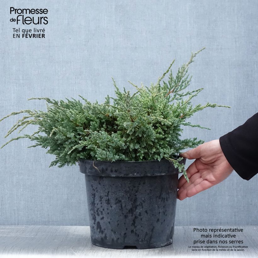 Exemplar von Genévrier écailleux - Juniperus squamata Dream Joy en pot de 7,5l/10l wie im Winter geliefert