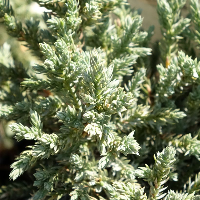 Juniperus squamata Tropical Blue (Laub)