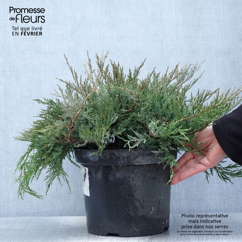 Exemplar von Genévrier horizontal - Juniperus horizontalis Agnieszka en pot de 7,5l/10l wie im Winter geliefert