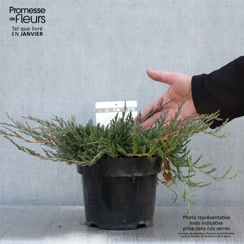 Exemplar von Genévrier horizontal - Juniperus horizontalis Jade River Pot de 2L/3L wie im Winter geliefert