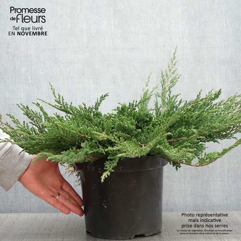 Exemplar von Juniperus horizontalis Prince Of Wales wie im Herbst geliefert