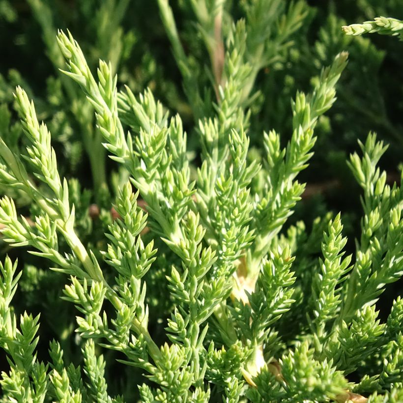 Juniperus horizontalis Prince Of Wales (Laub)