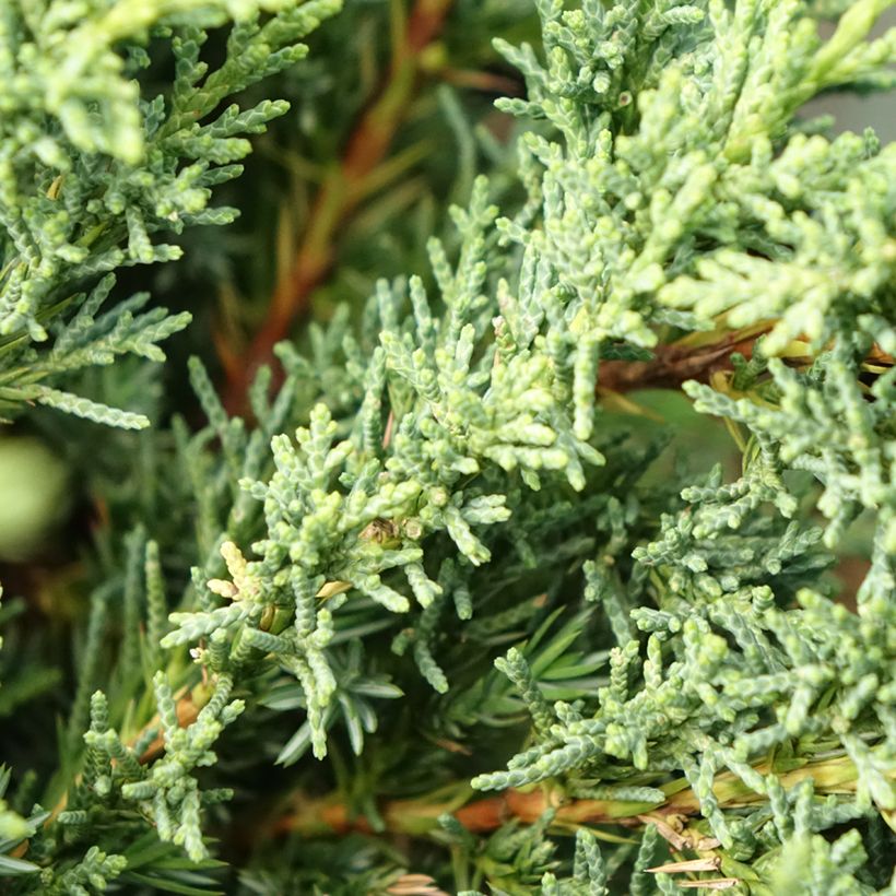 Juniperus chinensis Blaauw (Laub)