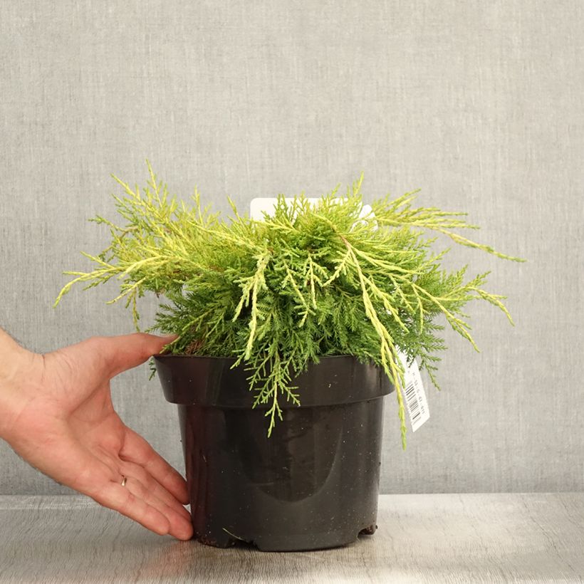 Exemplar von Genévrier - Juniperus pfitzeriana King Of Spring Pot de 2L/3L wie im Herbst geliefert