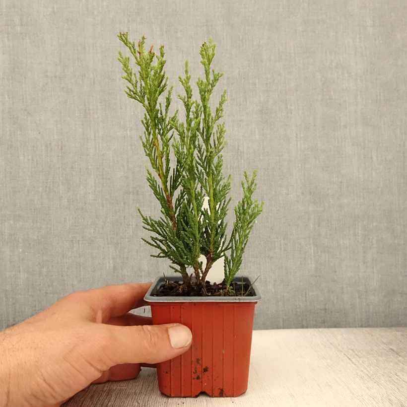 Exemplar von Juniperus scopulorum Moonglow Kleine Töpfe von 8/9 cm wie im Frühjahr geliefert