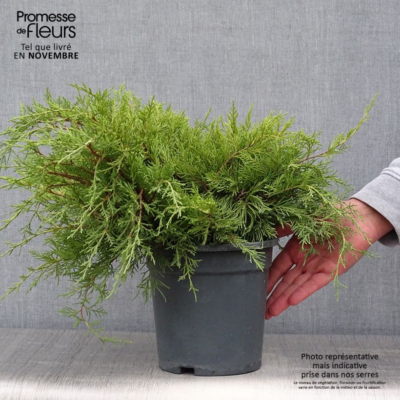 Exemplar von Genévrier - Juniperus x media Gold Coast en pot de 2L/3L wie im Herbst geliefert