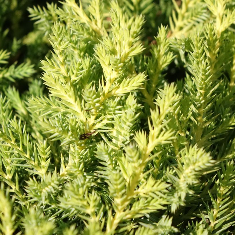 Juniperus pfitzeriana Gold Star (Laub)