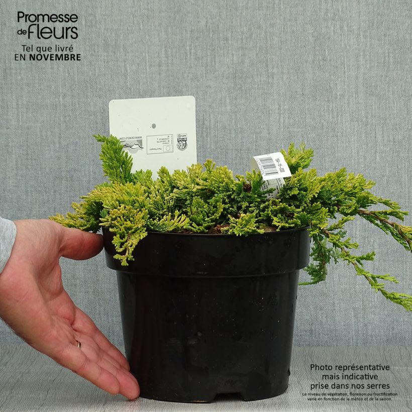 Exemplar von Genévrier rampant - Juniperus horizontalis Golden Carpet Pot de 2L/3L wie im Herbst geliefert