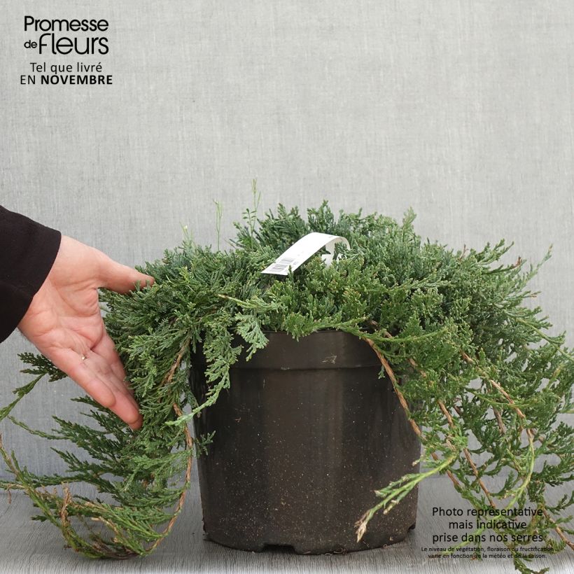 Exemplar von Genévrier rampant - Juniperus horizontalis Wiltonii en pot de 7,5L/10L wie im Herbst geliefert