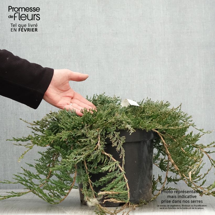 Exemplar von Genévrier rampant - Juniperus horizontalis Wiltonii en pot de 7,5L/10L wie im Winter geliefert