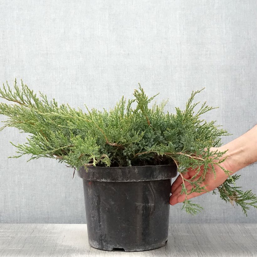 Exemplar von Juniperus horizontalis Wiltonii Topf mit 7,5L/10LGelieferte Höhe ca. 40/50cm wie im Frühjahr geliefert