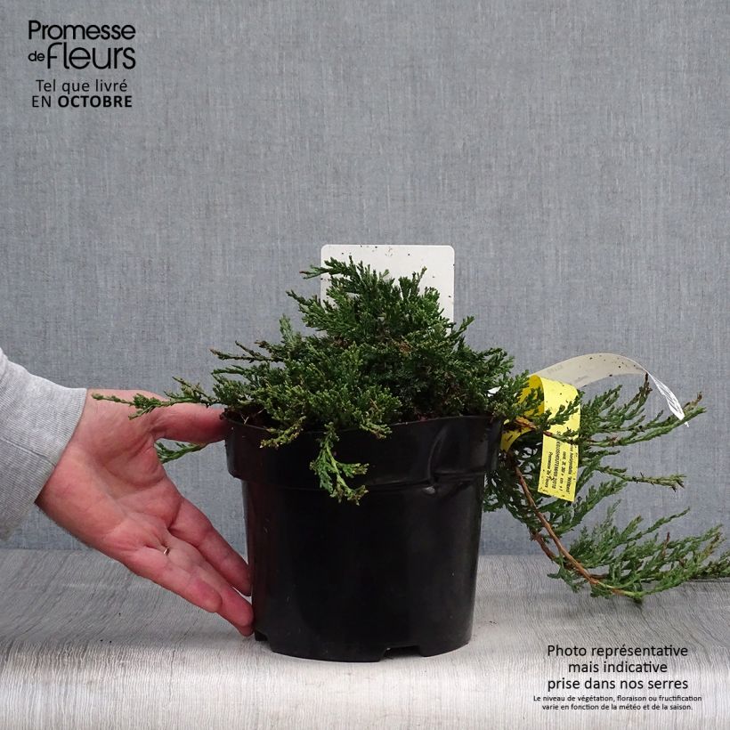 Exemplar von Genévrier rampant - Juniperus horizontalis Wiltonii Pot de 3L/4L wie im Herbst geliefert