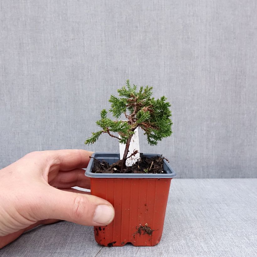 Exemplar von Juniperus procumbens Nana Kleine Töpfe von 8/9 cm wie im Winter geliefert