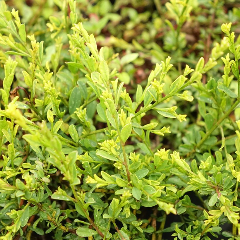 Behaarter Ginster Vancouver Gold - Genista pilosa (Laub)