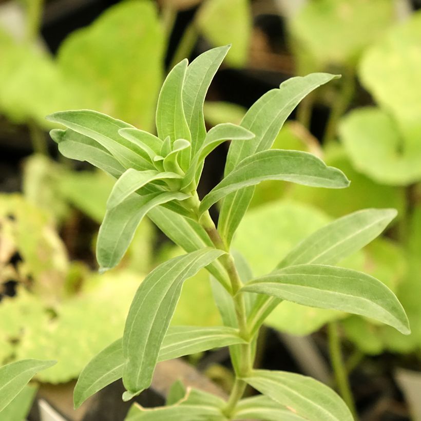 Gentiana cruciata - Kreuz-Enzian (Laub)