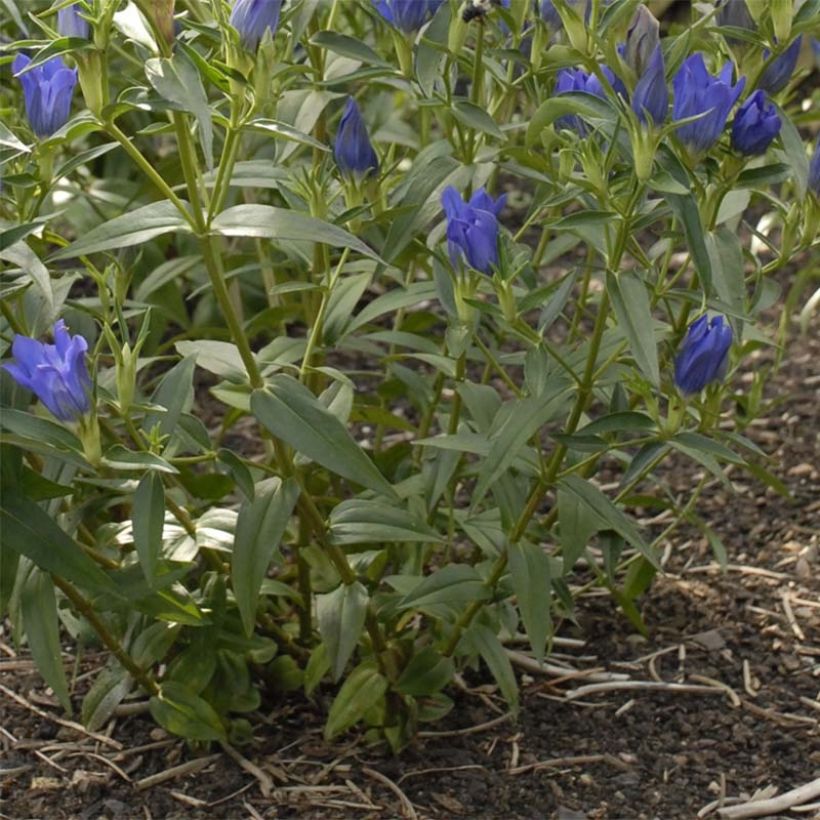 Gentiana True Blue - Enzian (Laub)