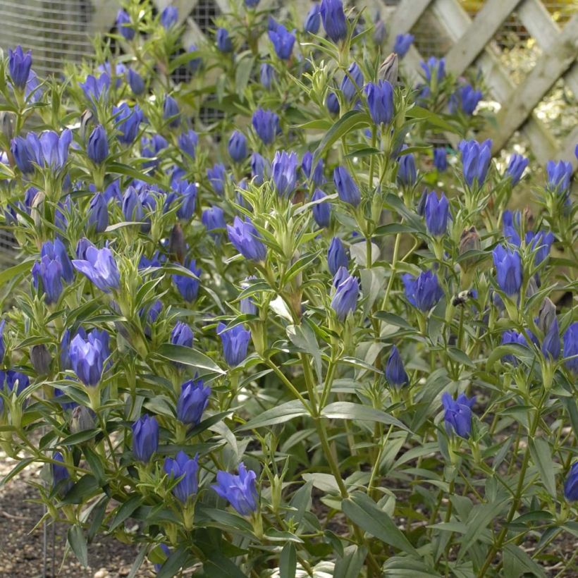 Gentiana True Blue - Enzian (Blüte)