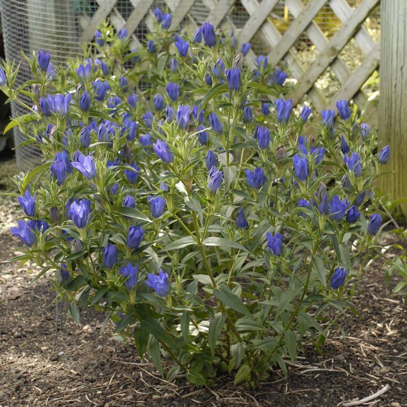 Gentiana True Blue - Enzian (Hafen)