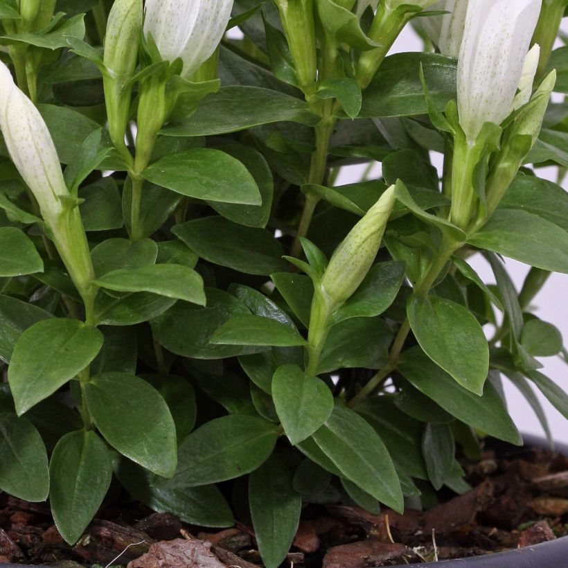 Gentiana makinoi White Magic - Enzian (Laub)