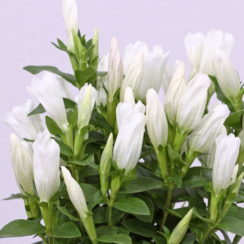 Gentiana makinoi White Magic - Enzian (Blüte)