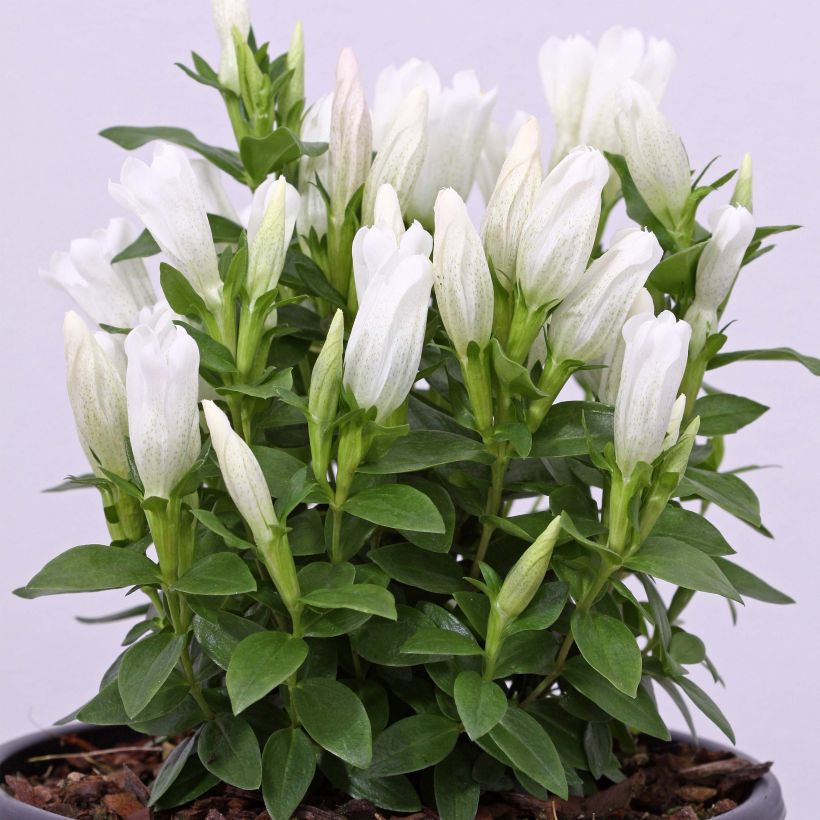 Gentiana makinoi White Magic - Enzian (Hafen)