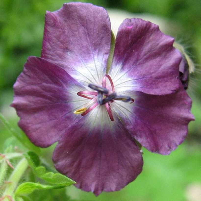 Geranium phaeum Mourning Widow - Brauner Storchschnabel (Blüte)