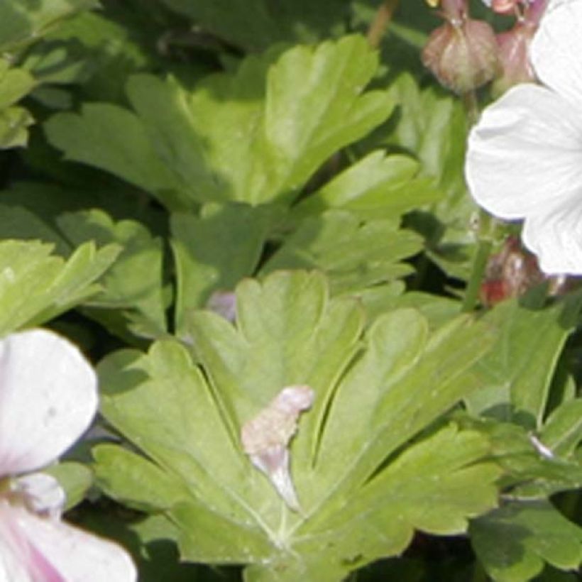 Geranium cantabrigiense Biokovo - Cambridge Storchschnabel (Laub)