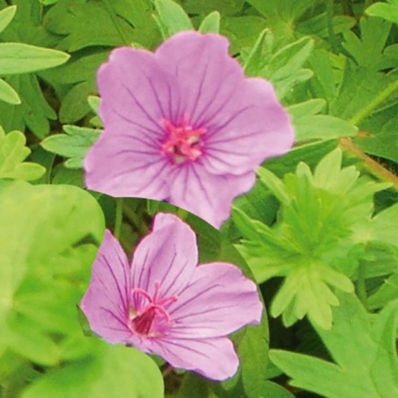 Storchschnabel Dilys - Geranium (Blüte)