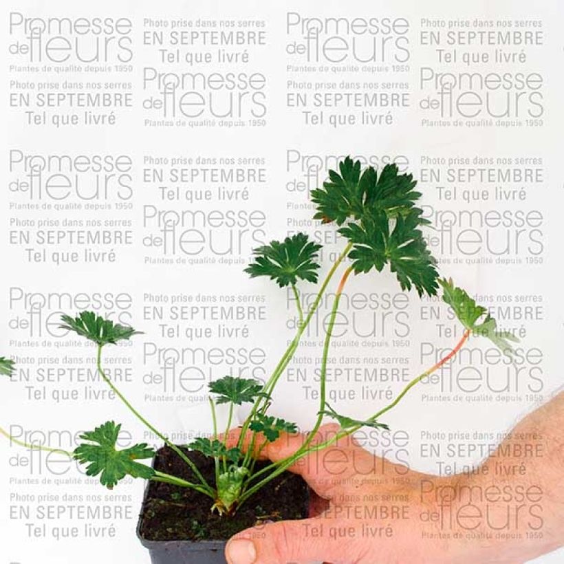 Exemplar von Storchschnabel Rozanne - Geranium wie im Herbst geliefert