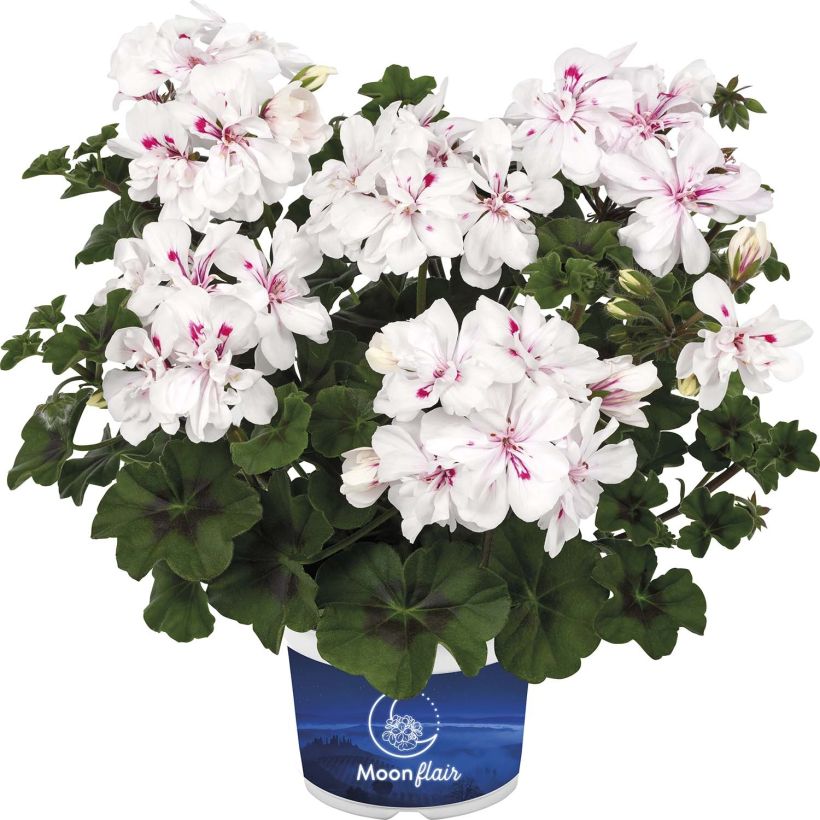 Hängegeranie Moonflair White - Pelargonium (Blüte)