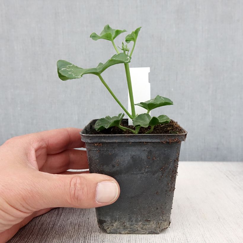 Exemplar von Hängegeranie Blanche Roche - Pelargonium wie im Frühjahr geliefert