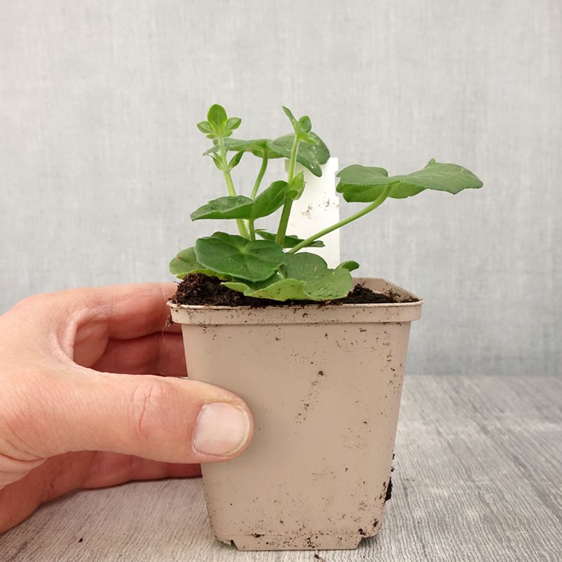 Exemplar von Géranium-lierre double Amelit - Pot de 10 cm/11cm wie im Frühjahr geliefert