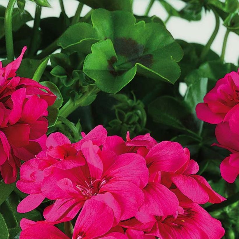 Hängegeranie Big 5 Neon Pink - Pelargonium (Laub)