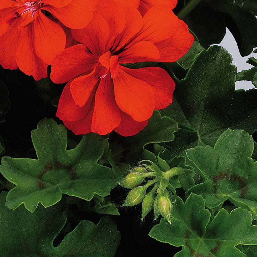 Hängegeranie Big 5 Red Devil - Pelargonium (Laub)