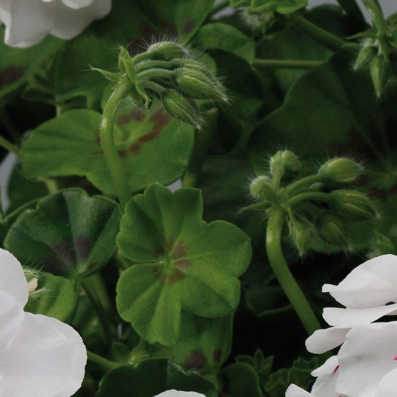 Hängegeranie Big 5 White - Pelargonium (Laub)