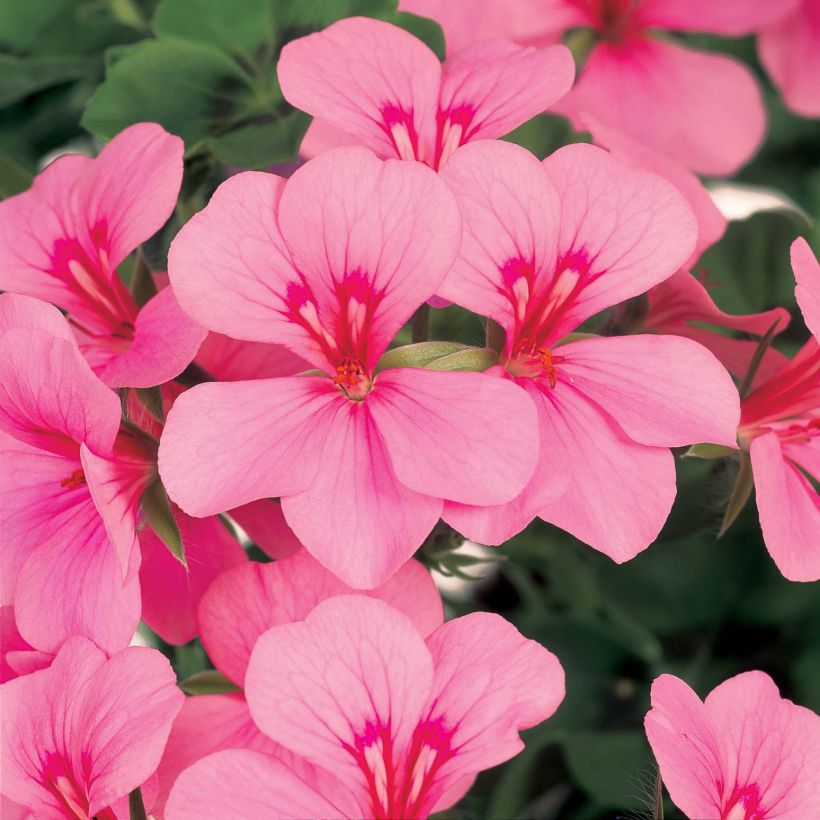 Hängegeranie Rainbow Pink Light - Pelargonium (Blüte)