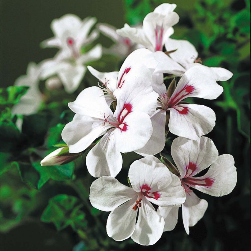 Hängegeranie Rainbow White - Pelargonium (Blüte)