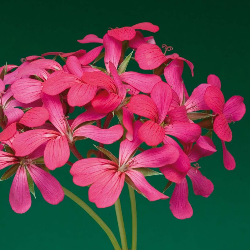 Hängegeranie Balcon Noa - Pelargonium (Blüte)