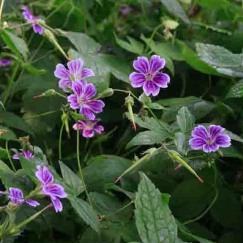 Geranium nodosum Clos du Coudray - Knotiger Bergwald Storchschnabel (Blüte)