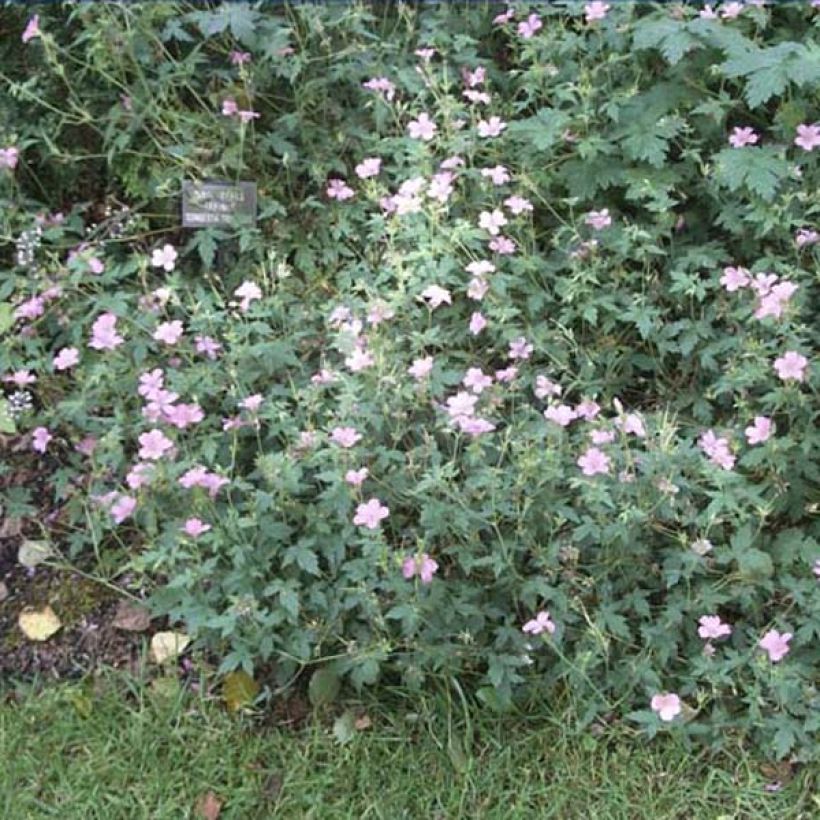 Geranium oxonianum Hollywood - Oxford-Storchschnabel (Hafen)