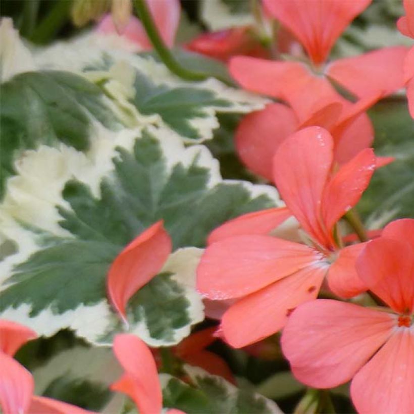 Zonal-Pelargonie Fantaisy Franck Headley - Pelargonium (Laub)