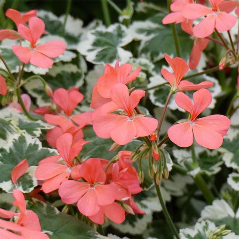 Zonal-Pelargonie Fantaisy Franck Headley - Pelargonium (Blüte)