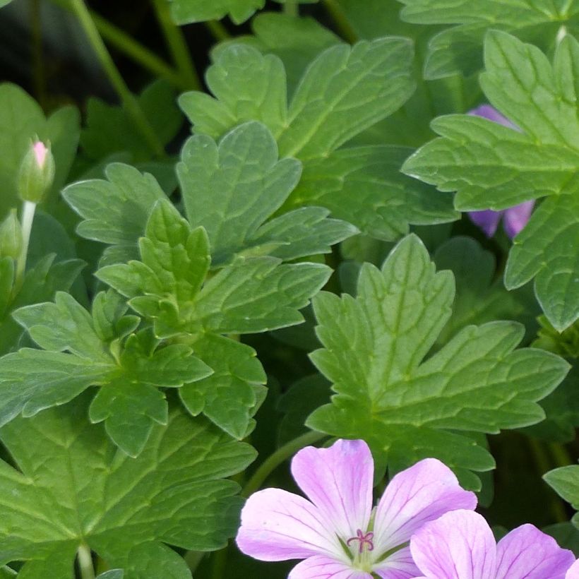 Geranium riversleaianum Mavis Simpson - Storchschnabel (Laub)