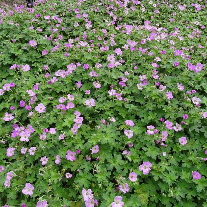 Geranium riversleaianum Mavis Simpson - Storchschnabel (Hafen)