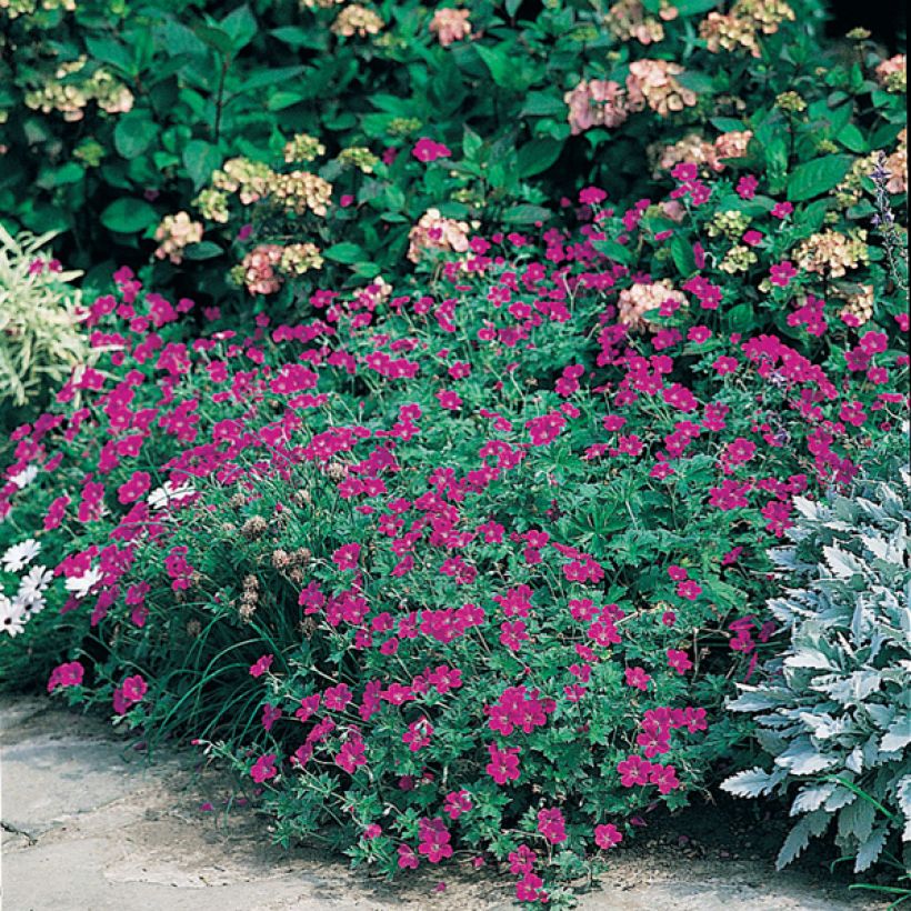 Geranium sanguineum (Hafen)